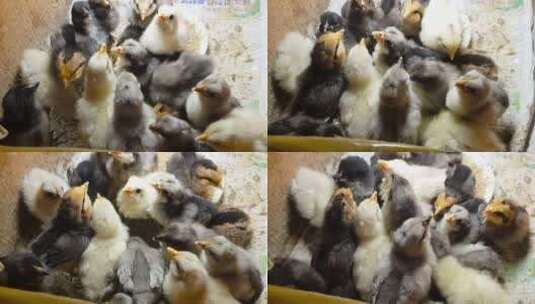 农场的小鸡崽高清在线视频素材下载