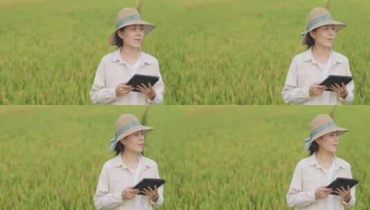 女农民稻田里拿着平板电脑高清在线视频素材下载