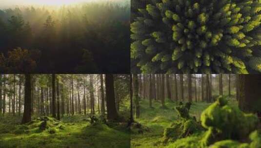 云南森林航拍晨曦云雾植物植被自然风景高清在线视频素材下载