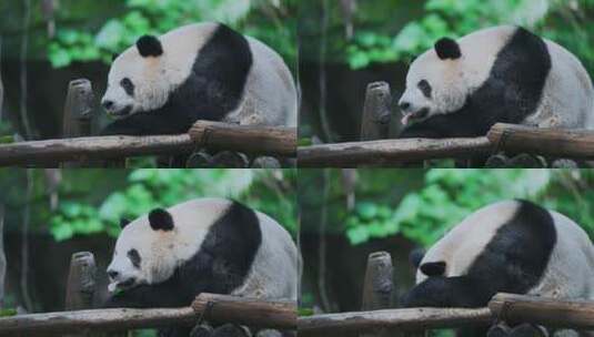 熊猫睡觉休息高清在线视频素材下载