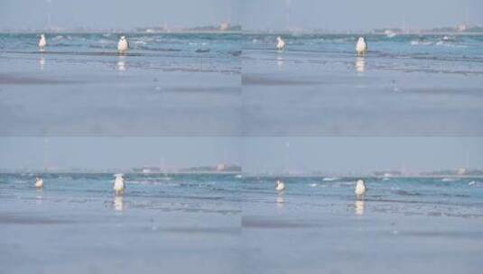 海边沙滩上栖息觅食的海鸥高清在线视频素材下载