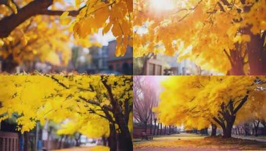 4K秋天黄色树叶阳光秋季金秋金黄微风吹秋色高清在线视频素材下载