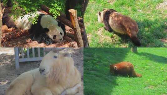 秦岭四宝科学公园 小熊猫 大熊猫 羚牛 周至高清在线视频素材下载