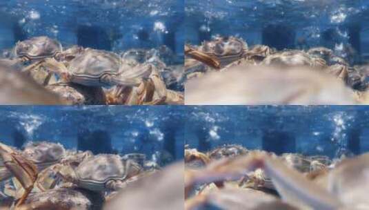 超市海鲜区海蟹螃蟹高清在线视频素材下载