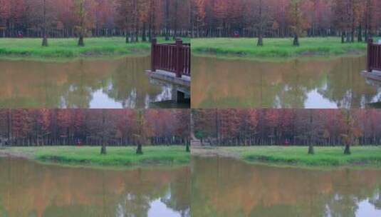 广州番禺大夫山森林公园湖畔落羽杉红叶高清在线视频素材下载