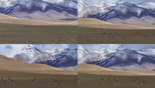 航拍西藏塔尔钦冈仁波齐驴群风光高清在线视频素材下载