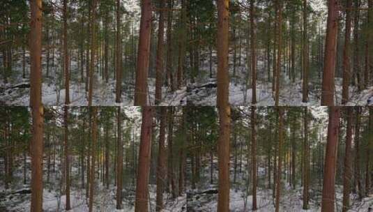 雪中的松树林森林高清在线视频素材下载