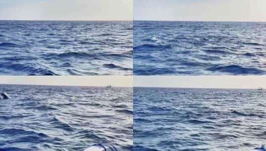 巴厘岛罗威纳　快艇追逐海豚高清在线视频素材下载