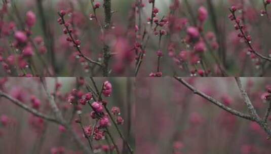 雨中盛开的梅花微距镜头特写高清在线视频素材下载