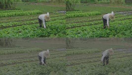 农田里干活的农民高清在线视频素材下载