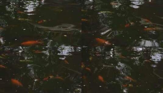 池塘锦鲤游动 金鱼荡起水波纹高清在线视频素材下载