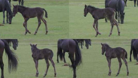 黑色kladrubian马，带小马驹的母高清在线视频素材下载