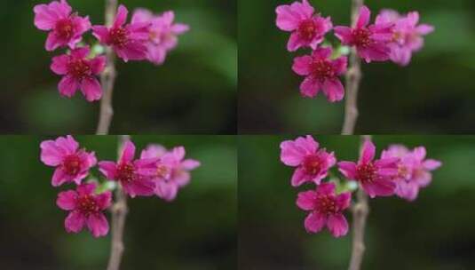 春天红色樱花早樱花朵盛开高清在线视频素材下载