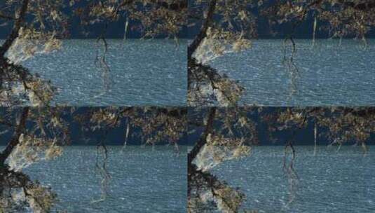 湖面波纹老树覆盖苔类植被高清在线视频素材下载