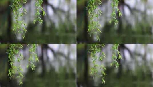 （慢镜）下雨天湖边挂着雨滴的柳条飘动高清在线视频素材下载