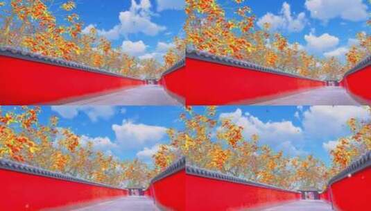 红墙里冬天成熟大红柿子树4K高清在线视频素材下载