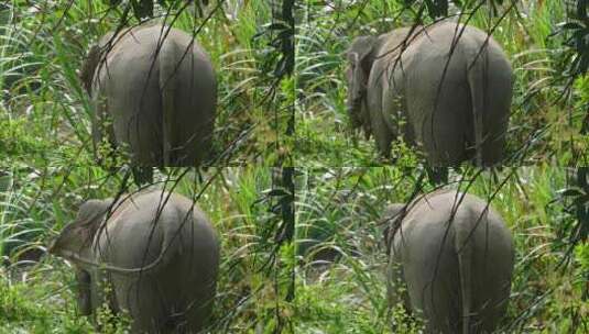 亚州象 印度象 云南象 野生象 野象高清在线视频素材下载