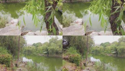 公园的湖边柳树湖水风景美景特写高清在线视频素材下载