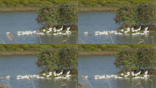 农村天然散养土鹅大白鹅家禽高清在线视频素材下载
