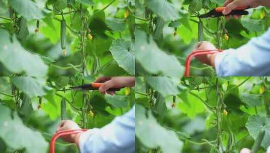 年轻男人蔬菜大棚内采摘小黄瓜高清在线视频素材下载