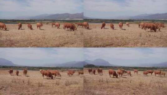 草原上的黄牛高清在线视频素材下载