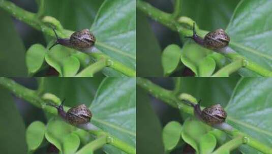 悠闲 蜗牛 缓慢爬行树叶雨水清新微距特写高清在线视频素材下载