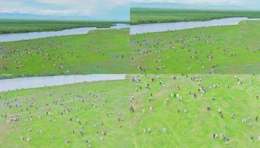 新疆昭苏草原天马浴河HDR航拍高清在线视频素材下载