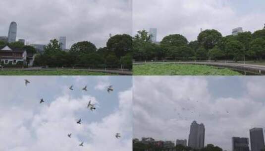 实拍城市中鸽子飞翔7高清在线视频素材下载