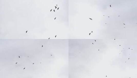 天空中盘旋的秃鹫群高清在线视频素材下载