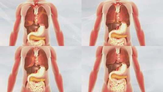 人体 全身 五脏 血液 器官修复高清在线视频素材下载