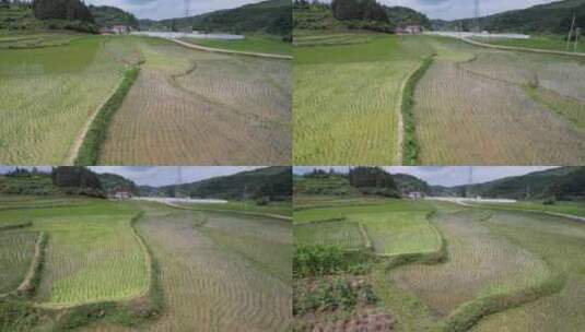 水稻农田梯田种植航拍高清在线视频素材下载