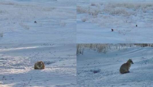 雪地里的沙狐高清在线视频素材下载