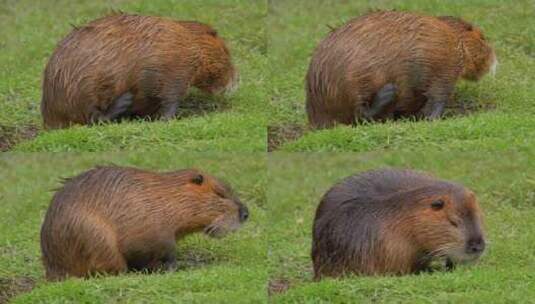 海狸鼠、食草动物、Coypu、啮齿动物高清在线视频素材下载