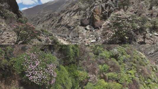 漫山杜鹃花高清在线视频素材下载