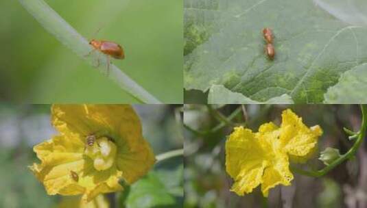 黄足黄守瓜的菜园生活：菜园害虫的微距特写高清在线视频素材下载