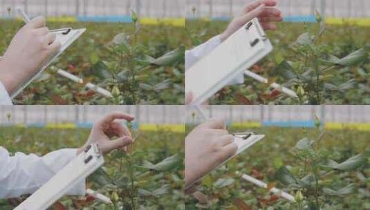 科学家在温室里写文件高清在线视频素材下载