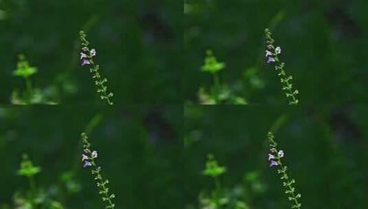 阳光下的园艺植物野花花圃高清在线视频素材下载