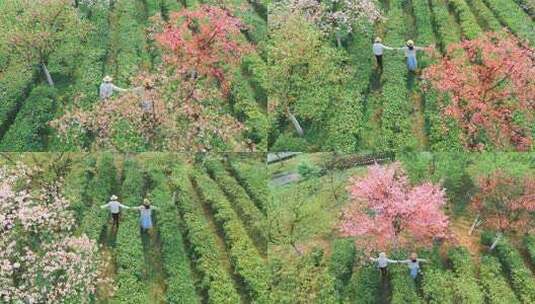 湖南郴州高椅岭樱花园高清在线视频素材下载