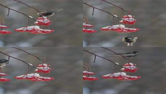 竖版雪后枝头小鸟振翅画面高清在线视频素材下载