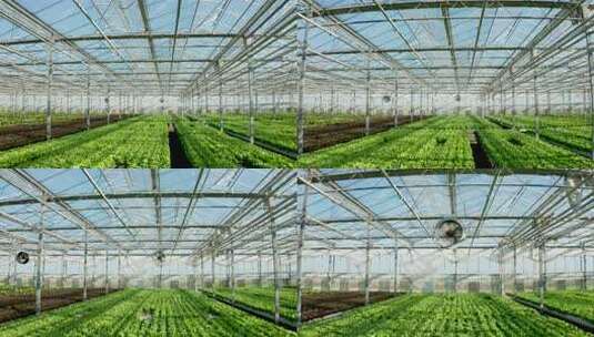 温室大棚内蔬菜种植场景高清在线视频素材下载