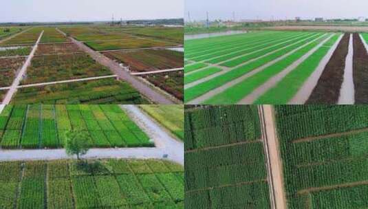 东营水稻农田海水稻种植航拍高清在线视频素材下载