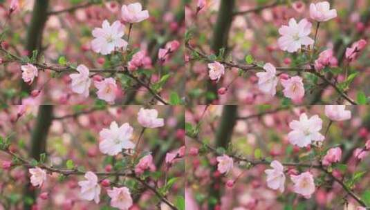 唯美阳光逆光下轻轻摇摆的粉红色海棠花盛开高清在线视频素材下载
