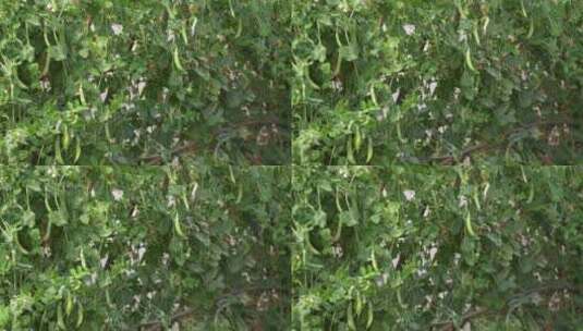 豌豆豆子种植生长高清在线视频素材下载