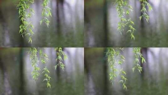 （慢镜）下雨天湖边挂着雨滴的柳条飘动高清在线视频素材下载