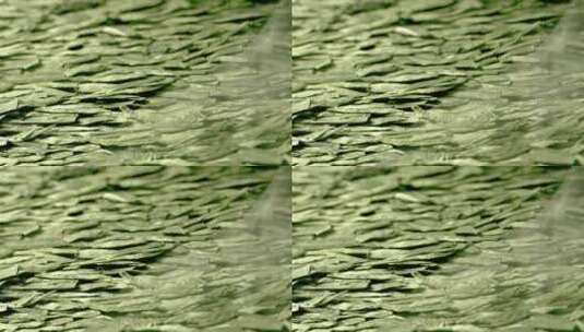 茶叶龙井茶特写展示高清在线视频素材下载