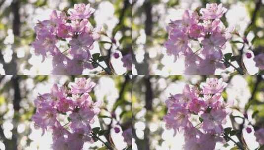 春天阳光明媚，海棠花花瓣唯美的逆光光影高清在线视频素材下载
