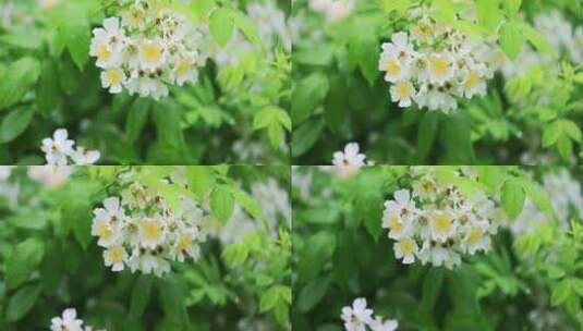 下雨天雨水雨滴野蔷薇花蜂蜜采蜜慢镜头高清在线视频素材下载