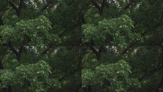 在雨天的树高清在线视频素材下载