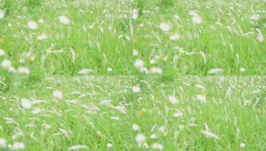微风吹拂草丛实拍高清在线视频素材下载