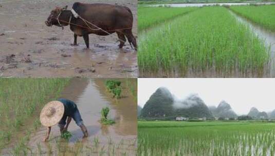 水稻耕田播种种植生长成熟过程合集高清在线视频素材下载